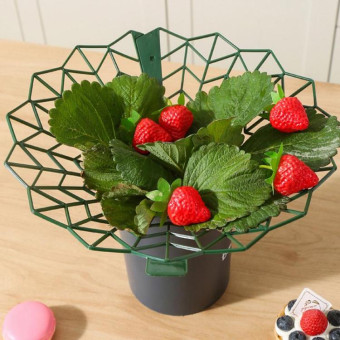 Strawberry Cultivation Anti-Rotting Planting Stand Plant Climbing Rack(Dark Green)