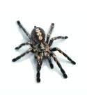 Creative Personality Scratch Cover  Car Body Sticker(Black Spider)
