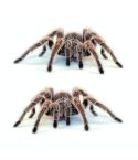 Creative Personality Scratch Cover  Car Body Sticker(Spider Pair)