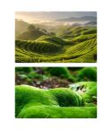 57 x 87cm Double-sided 3D Forest Photography Background Paper Photography Props(07)