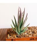 Artificial Mini Aloe Plastic Plants Craft Floristry Landscape Garden Family Office Decoration(Flocking Green Red Tip)