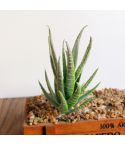 Artificial Mini Aloe Plastic Plants Craft Floristry Landscape Garden Family Office Decoration(Flocking Green Yellow Tip)